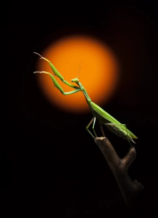 macro insect animals animal themes wildlife one 2k