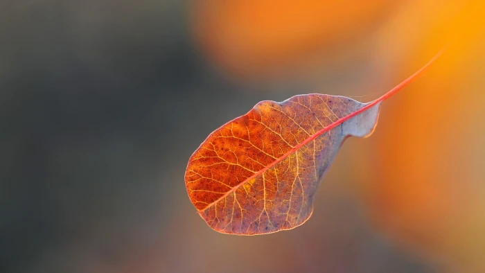 macro leaf autumn close up veins blurry nature 2k 4k
