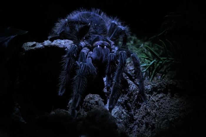 macro spider tarantula 2k