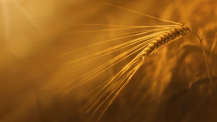 macro sunlight wheat crop agriculture cereal plant nature 2k