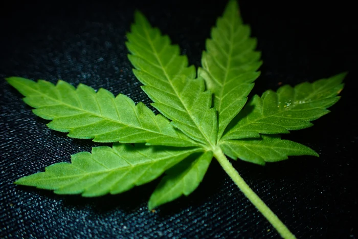 marijuana ganja addiction cannabis chronic dope drug 2k 4k 5k