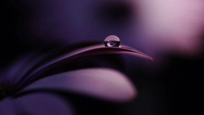 morning dew macro flowers nature purple water drops 2k