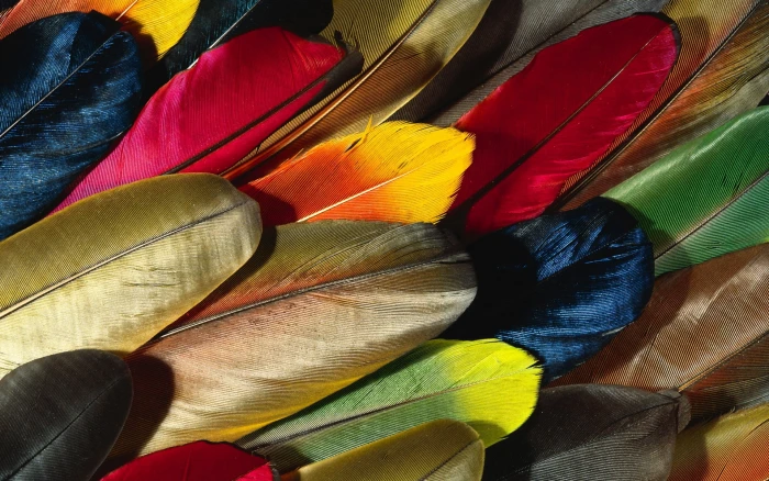 multicolored feather lot feathers colorful background texture 2k