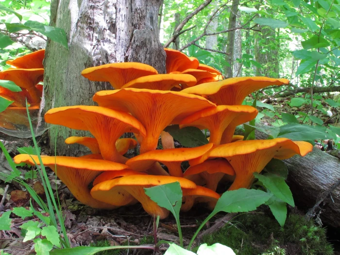 mushroom macro forest plant flower growth flowering 2k 4k
