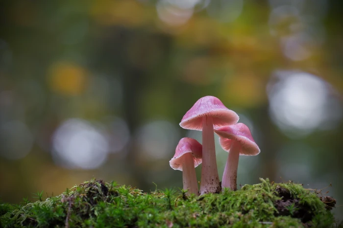 mushroom plants macro moss growth nature close up fungus 2k