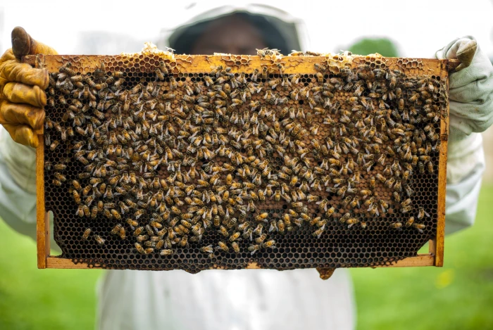 Person Holding Honeybomb With Honeybee apiary beekeepers beekeeping 2k 4k 5k