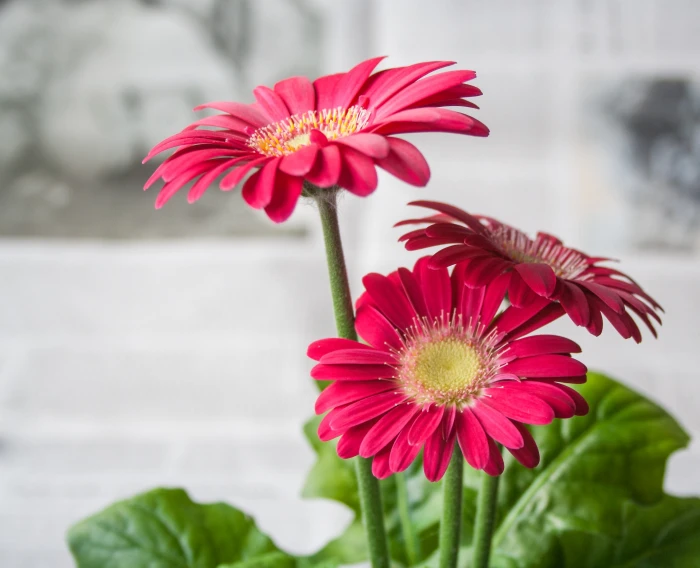 photography of red flowers spring summer garden nature gerbera 2k