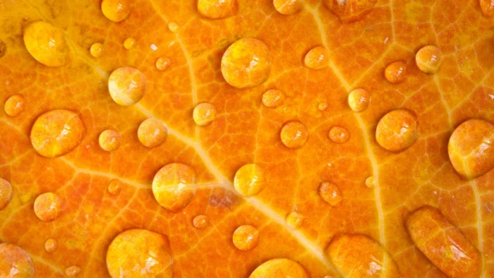 photography of water nature plants leaves macro closeup 2k