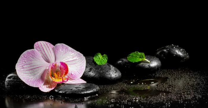 pink and white moth orchid flower water leaves Spa stones 2k 4k 5k