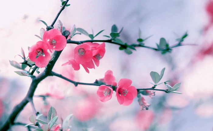 Pink Blossom Flowers Spring cherry blossom tree Aero Macro 2k 4k