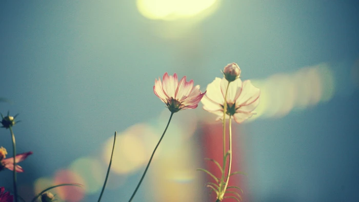 pink cosmos flower shallow focus photography of white flowers 2k