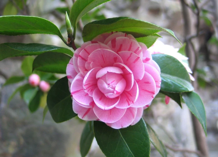 pink flower in macro shot photography camellia china nature 2k