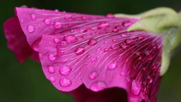 pink petaled flower flowers dew water drops 2k