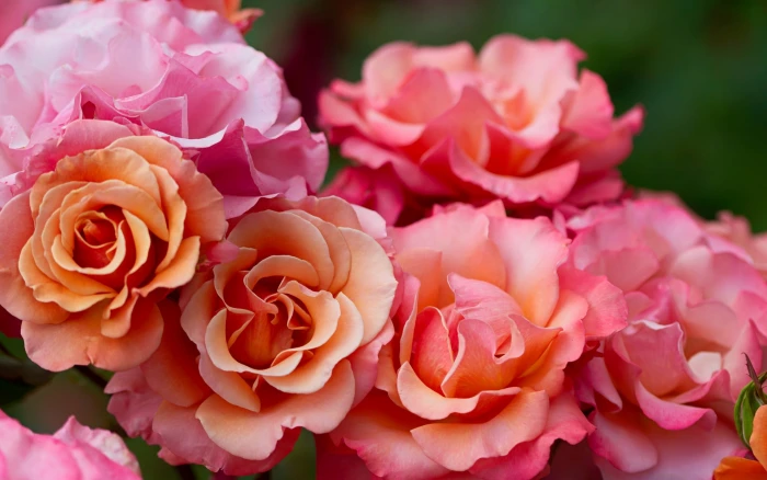 Pink rose flowers macro photography 2k