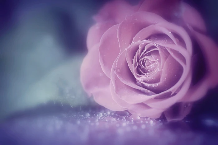 pink rose flowers macro roses water drops flowering plant 2k