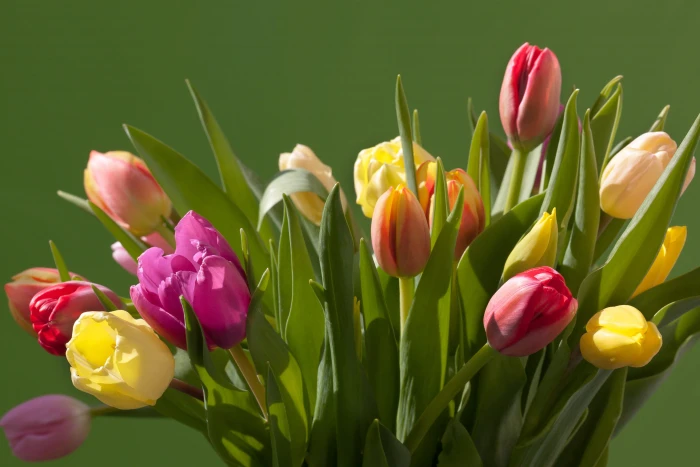 pink red yellow and purple tulip flowers tulips flower arrangement 2k 4k 5k