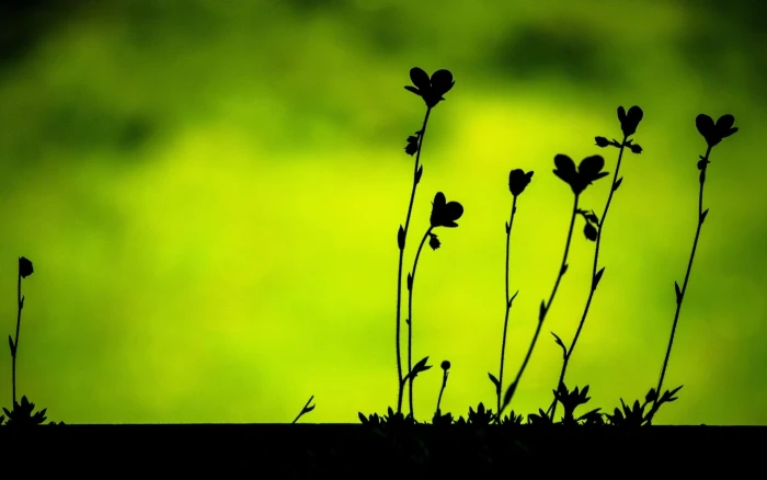 Plants leaves macro black silhouettes green background 2k
