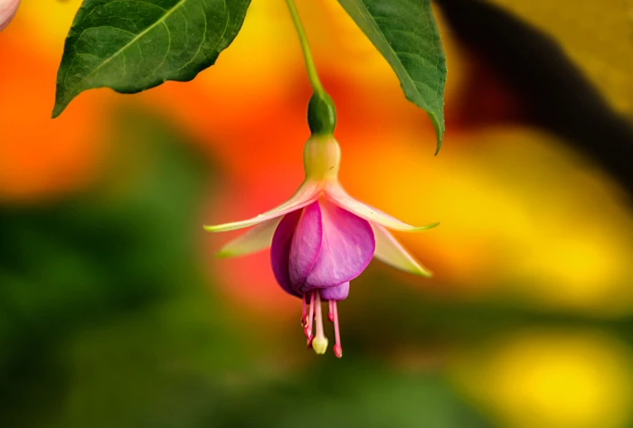 purple and white Fuchsia flower Red Lady Eardrop 2k 4k