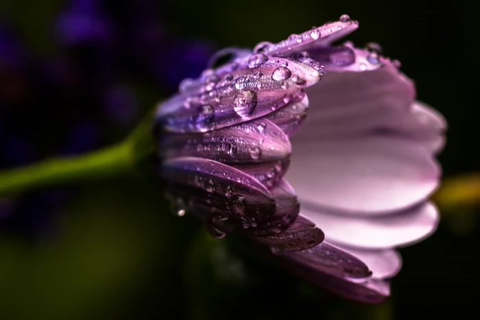 purple flower plant photography Spring Nature macro close up 2k 4k 5k