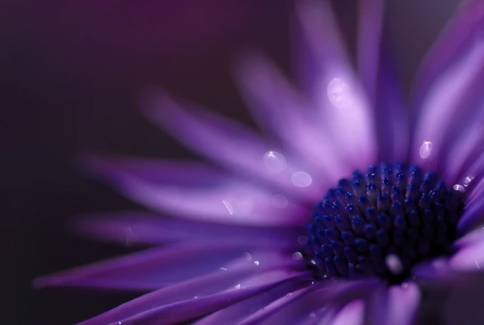 purple flower shallow focus photography flowers 2k