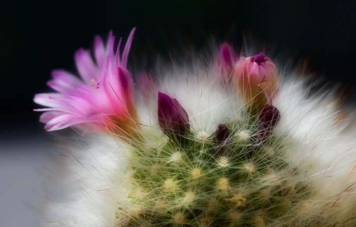 purple flowers Spiny halo Colin Nikon D Sigma f 2 8 2k