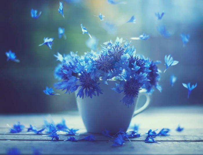 purple orchids macro flowers Cup cornflowers blue backgrounds 2k
