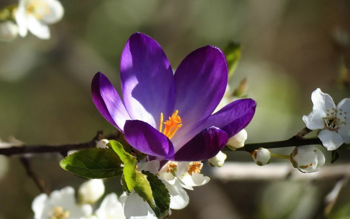 purple petaled flower flowers macro plants nature violets 2k