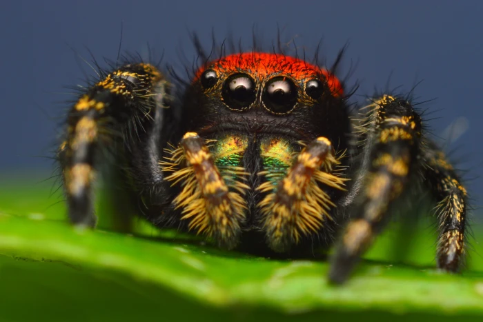 red and black jumping spider macro photo of brown 2k 4k 5k