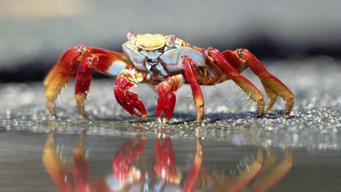 red and brown crab nature depth of field macro closeup crabs 2k