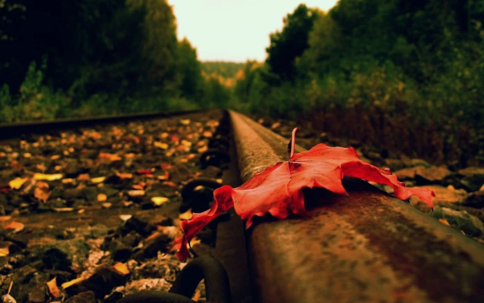 red leaf selective focus photo of a brown fallen on train track 2k