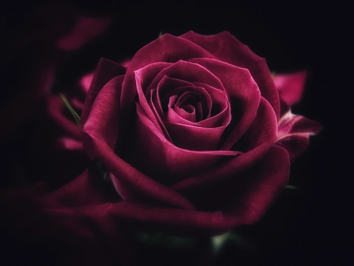 red rose illustration flower close up petals nature Flower 2k 4k 5k