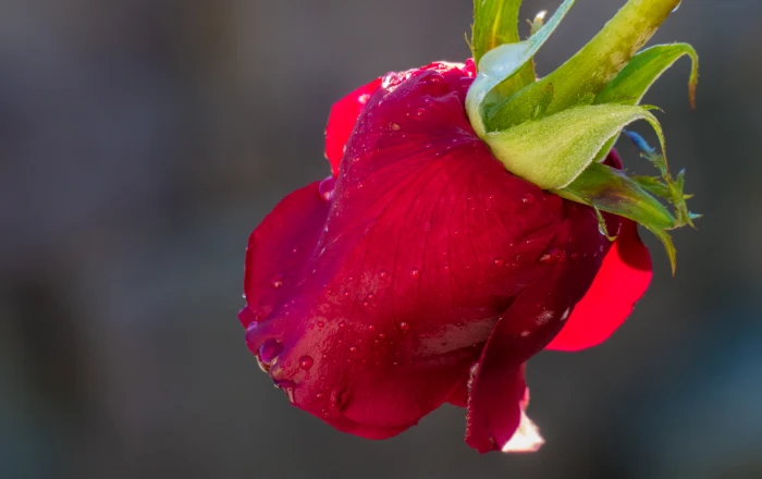 red rose shallow focus photography Raw Panasonic Lumix FZ 2k