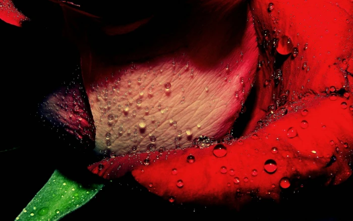 red rose macro water drops flowers dew close up 2k