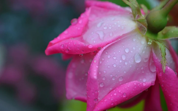 Rose macro photography pink petals water drops 2k