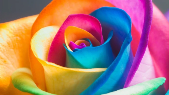 rose colorful flower rainbow flora close up petal 2k