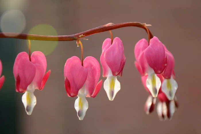 selective focus photography of Bleeding Hearts spring flower 2k 4k