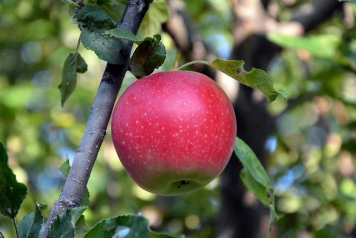 selective focus photography of red apple fruit close up macro 2k 4k 5k