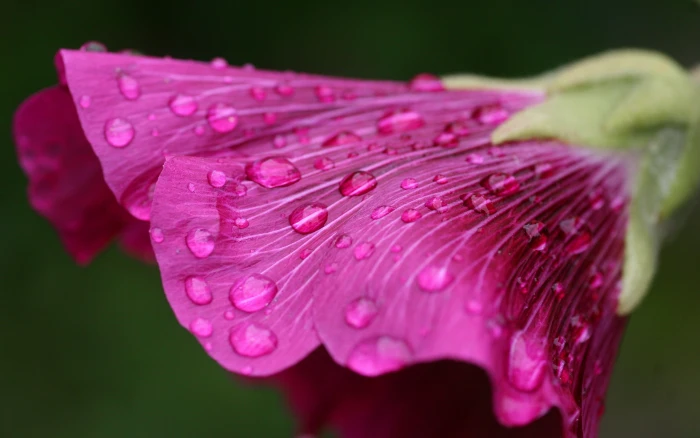 shallow focus photography of pink petaled flower macro flowers 2k
