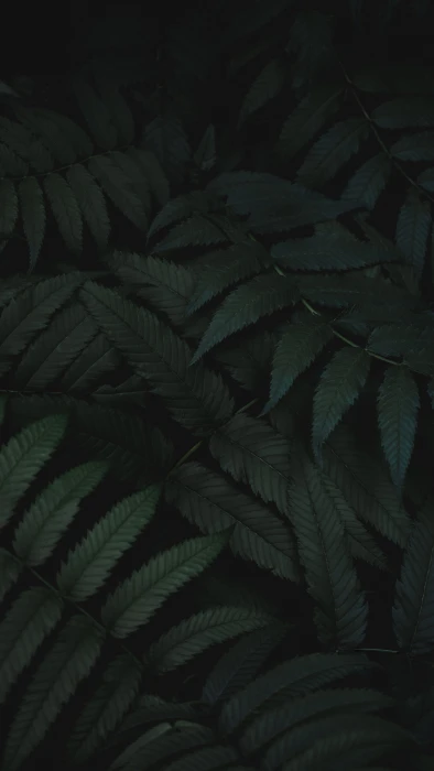 shallow focus photography of plants green fern forest dark 2k
