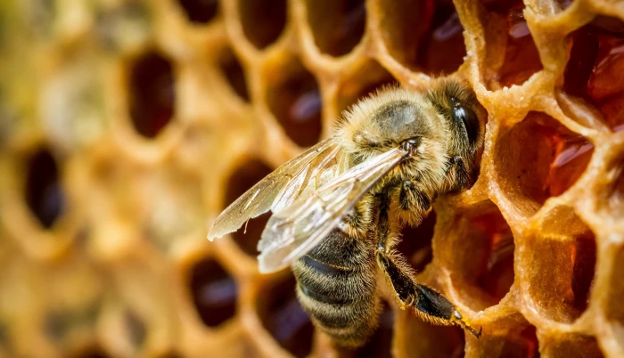 nature insect bees honey animals animal themes one 2k 4k