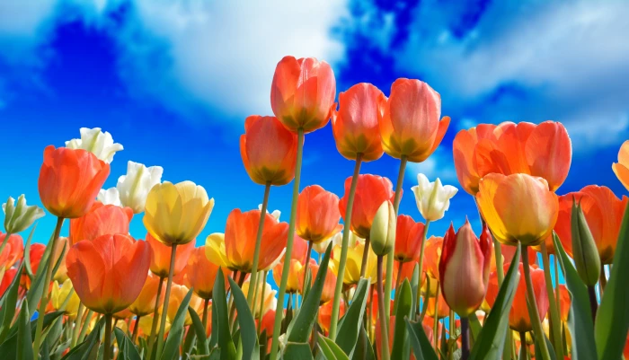 orange and yellow tulips closeup photo at daytime red macro 2k 4k 5k