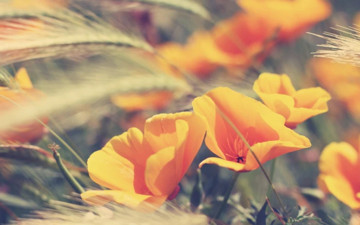 orange flowers shallow focus photography of yellow macro 2k