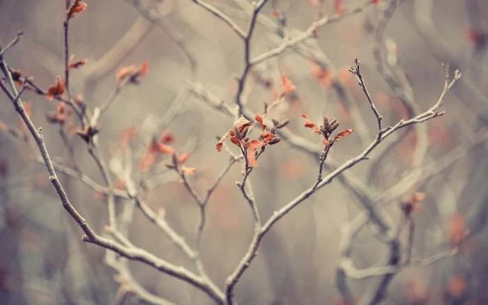 orange leafed red flowers photography leaves nature macro 2k