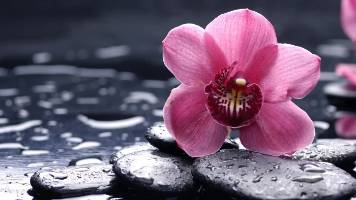 orchids flowers water drops macro stones plants 2k