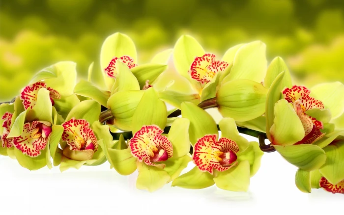 Orchids flowers macro green and red daffodils photo 2k