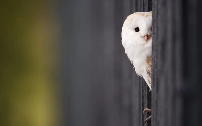 Owl Bird Macro HD white barn owl animals 2k