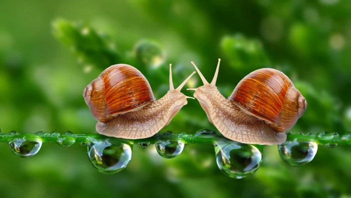 snail snails waterdrop drops dew macro photography close up 2k 4k