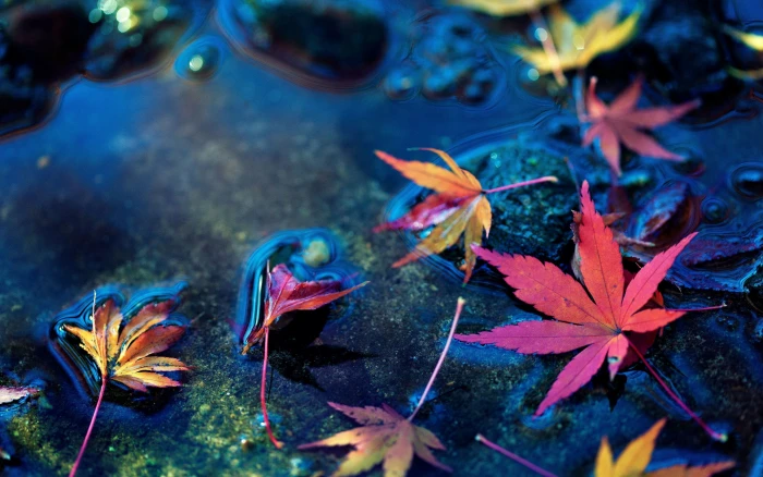 Stones in water orange and yellow dry leaves Macro leaf background 2k