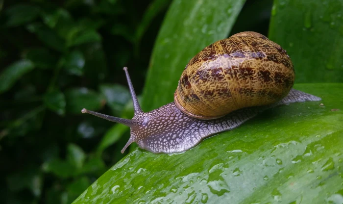 swallow photography of snail in green grass Samsung Galaxy Note 4 2k