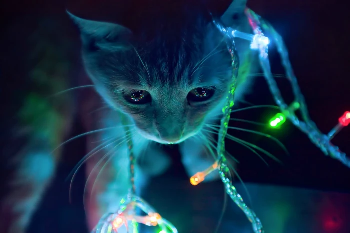 tabby cat wearing LED string lights colorful animals christmas 2k